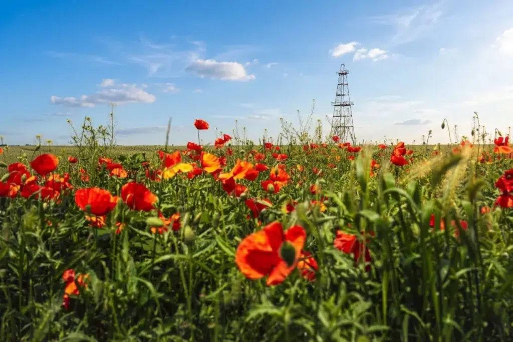 Oil and gas field with natural vegetation representing emissions management and lower-impact field operations.